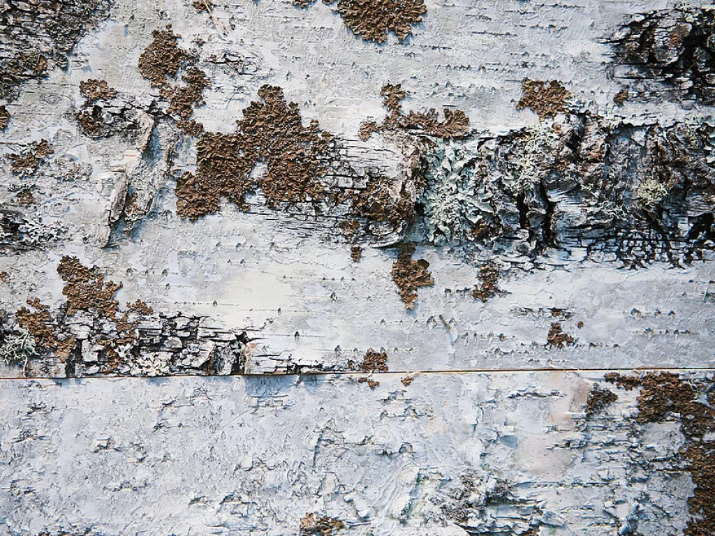Birch bark